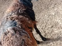 كبش, الأغنام — الصورة 1