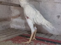 Chickens — Foto 1