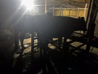 母牛, Cattle — 照片 8