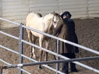 घोड़ी, Rocky Mountain Horse — फ़ोटो 6