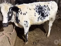 Cow, Russian Black pied cattle — photo 3