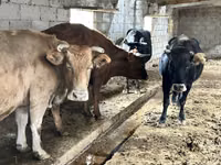 بقرة, Simmental cattle — الصورة 2