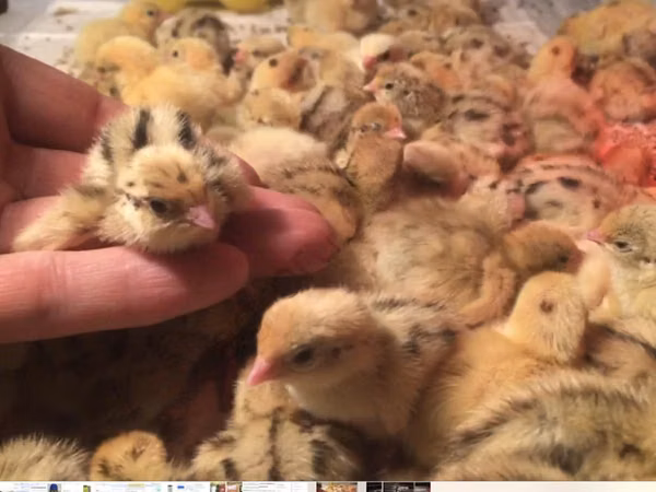 Quails — Russland