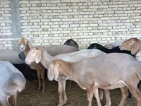 भेड़, Arashan sheep — फ़ोटो 5