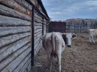 Cow, Cattle — photo 4