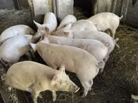 Pigs (batch, sex not specified), Pigs — photo 2