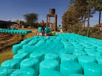Full Corn Silage — 照片 1