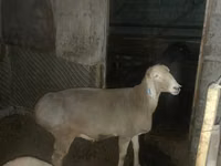 Schaf, Arashan sheep — Foto 4