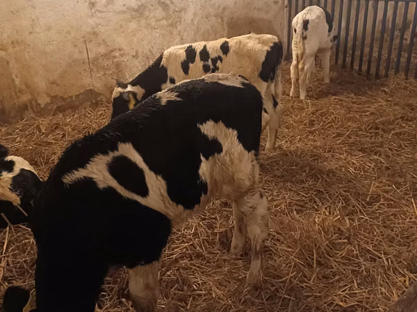 Bulle, Russian Black pied cattle