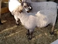 Хонь, Shroshire sheep — 2 зураг