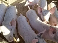 Pigs (batch, sex not specified) — photo 2