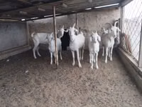 تيس, الماعز — الصورة 2