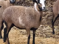 Sheep, Cameroon sheep — photo 2