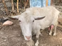 母山羊, Fergana goat — 照片 5
