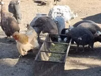 Guinea fowl — फ़ोटो 6