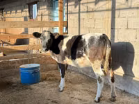 Bull, Belgian Blue — photo 2