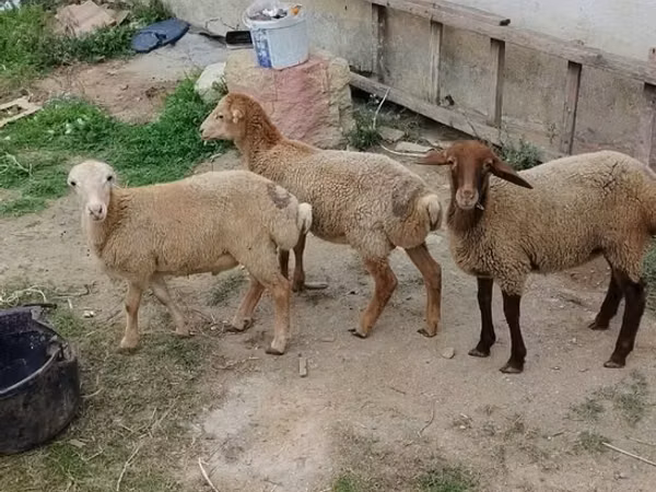 Баран, Бараны