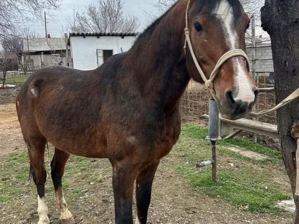 घोड़ा, Arabian horse