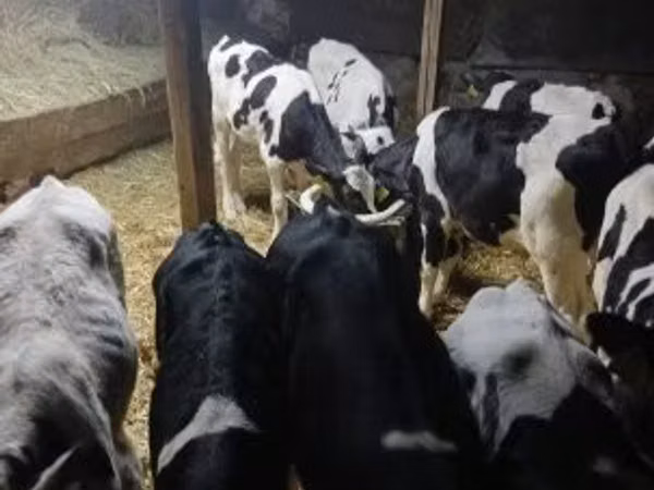 公牛, Russian Black pied cattle