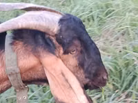 बकरा, Nubian Goat — फ़ोटो 2