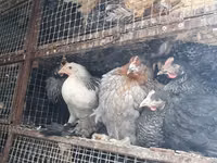 Chickens — photo 5
