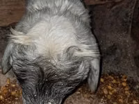 Widder, Schafe — Foto 6