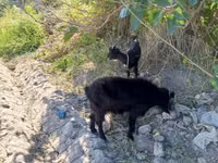عنزة, الماعز — الصورة 3