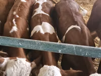 Bulle, Simmental cattle — Foto 1