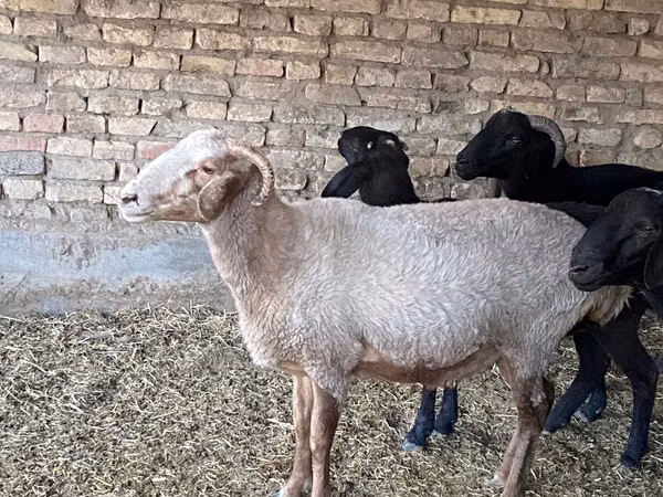 Oveja, Merino sheep