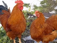 Chickens — الصورة 8