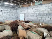 نعجة, Beulah Speckled face sheep — الصورة 7