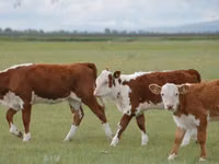 Cow, Holstein breed — photo 6