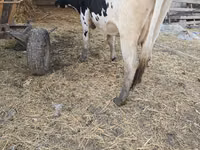 Vaca, Russian Black pied cattle — foto 2