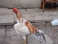 Chickens — 2 зураг