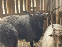 मेढ़ा, Racka sheep — फ़ोटो 1