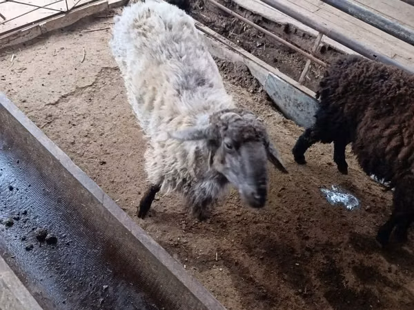 Ram, Sheep