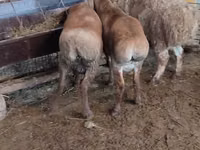 भेड़, West-Siberian mutton sheep — फ़ोटो 2