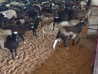 Ram, Sheep — photo 2
