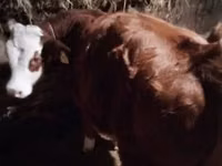 母牛, Limousin cow — 照片 3