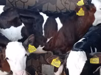 ثور, Simmental cattle — الصورة 1