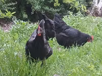 मॉस्को ब्लैक — फ़ोटो 7