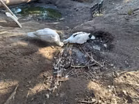 Ducks — Foto 6