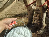 गाय, गोलस्टीन नस्ल — फ़ोटो 6