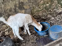 बकरी, Nubian Goat — फ़ोटो 3