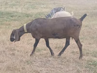 Ziege, Nubian Goat — Foto 1