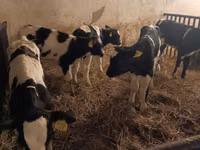 सांड, Russian Black pied cattle — फ़ोटो 3