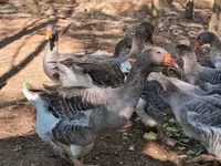 Geese — photo 6