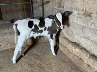 بقرة, Russian Black pied cattle — الصورة 2