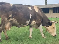 Үнээ, Simmental cattle — 5 зураг