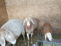 Schaf, Arashan sheep — Foto 2